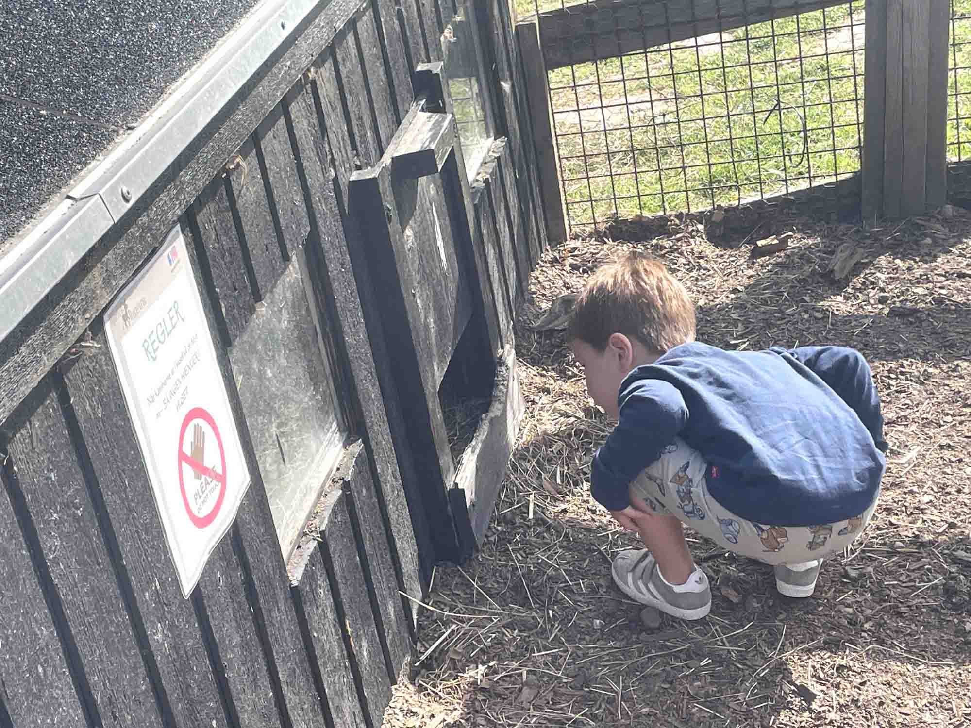 Mikronyheder: Jeg tror ikke, jeg bliver dyrlæge