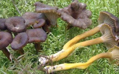 Her er kantarellens fætter