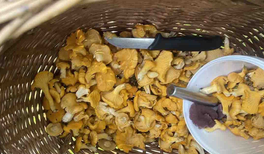 Nogle velmenende råd til begyndersvampeplukkere!