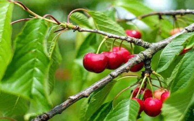 Fra 10 til 14 år i Skovsted (8 af 10)