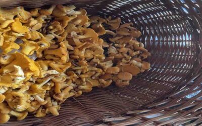 Om tyske turister er et gode?