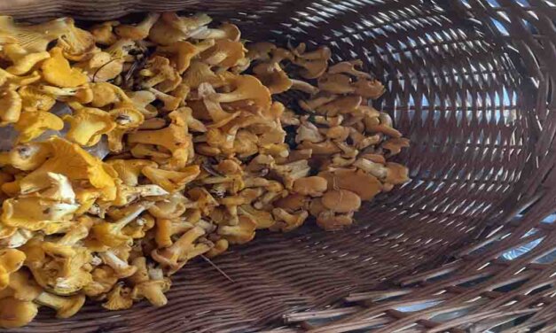 Om tyske turister er et gode?