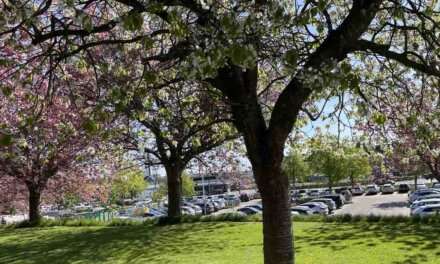 Parkering i Thisted (1 af 4)