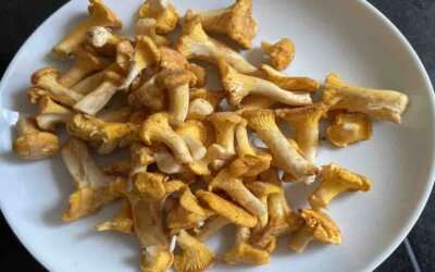 Svampefrustrationspoesi