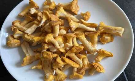 Svampefrustrationspoesi