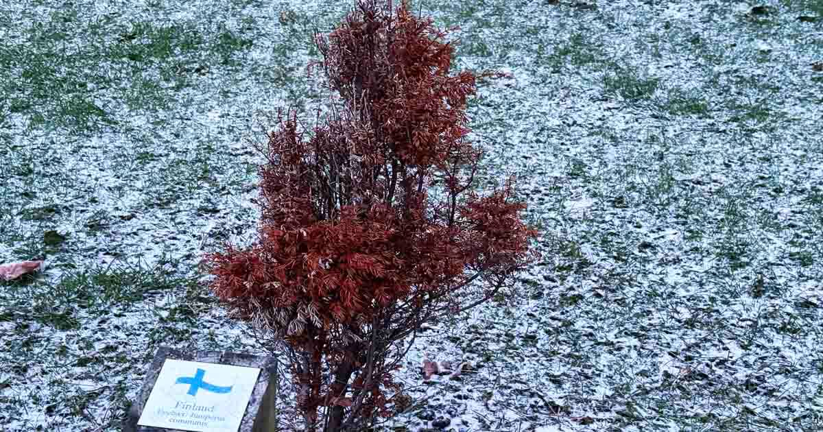 Er Thisteds interesse for Norden visnet?