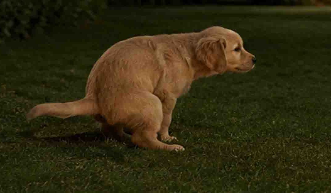 100 mand kan ikke sove, når 1 hund vil vove