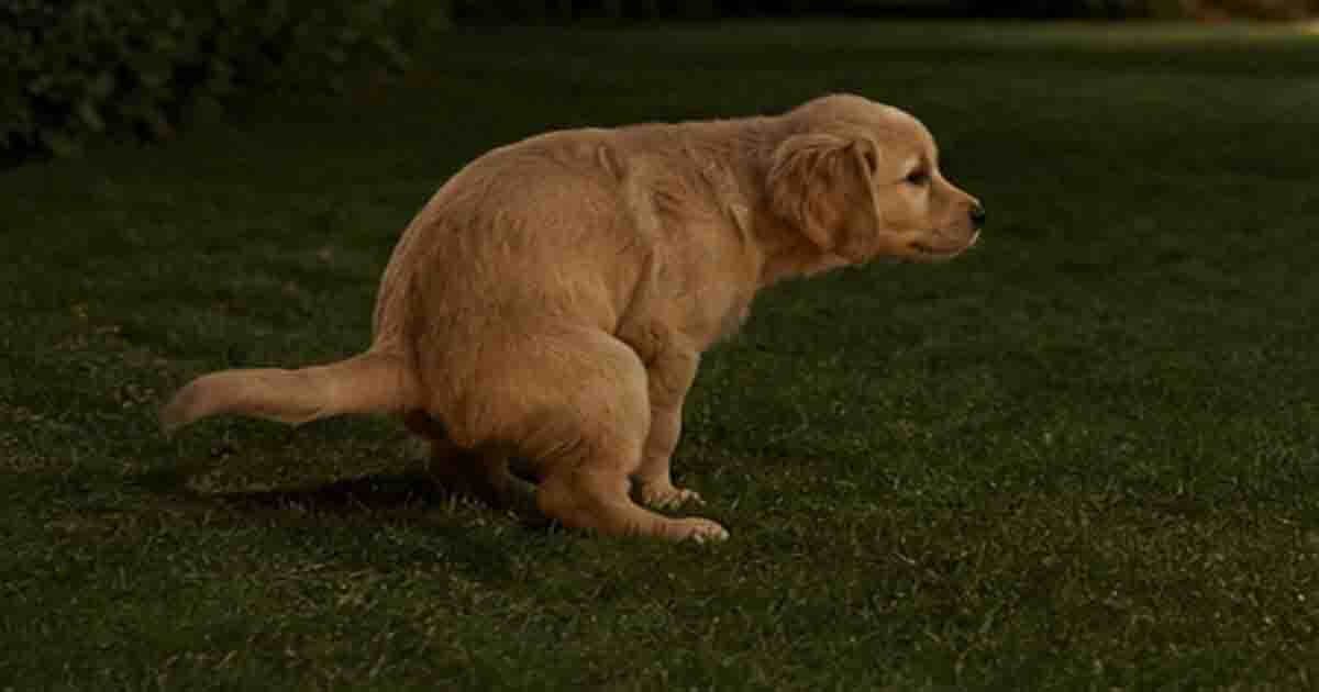 100 mand kan ikke sove, når 1 hund vil vove